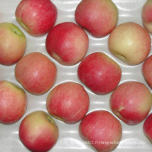 Fournisseur Professionnel de Pomme de Gala Rouge Frais